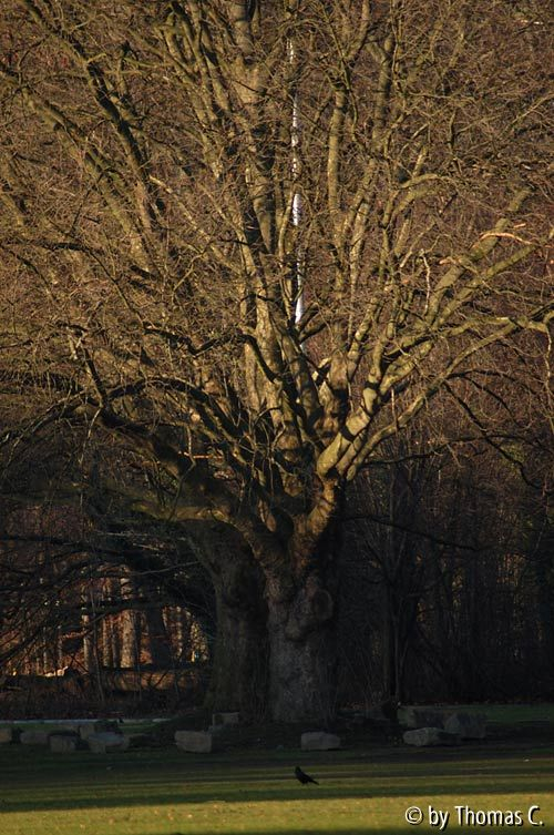 Winterbaumwelt 07