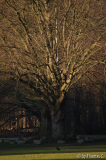 Winterbaumwelt 07