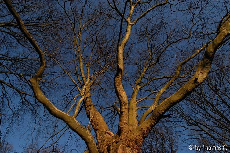 Winterbaumwelt 10