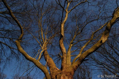 Winterbaumwelt 10