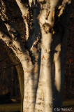 Winterbaumwelt 12