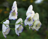 Aconitum cammarum 'Eleanor'
