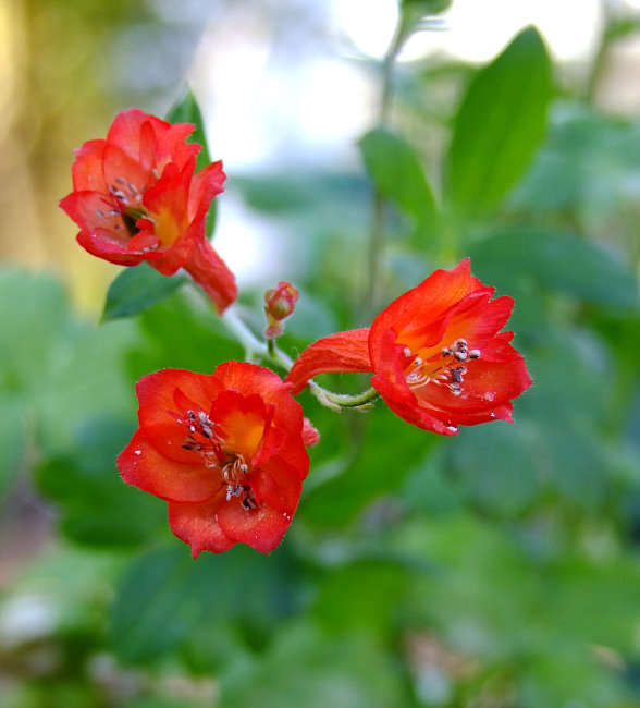 Delphinium nudicaule