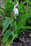 Roscoea purpurea 'Dalai Lama'