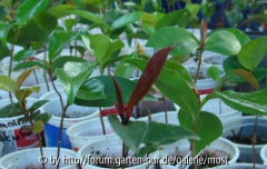 sämling purpurea 2.jpg
