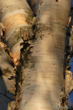 Winterbaumwelt 14