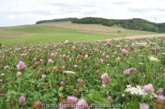 Blumenwiese 16