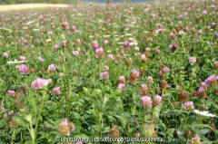 Blumenwiese 9