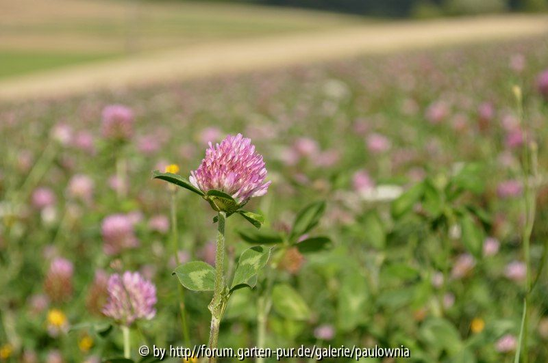 Blumenwiese 5
