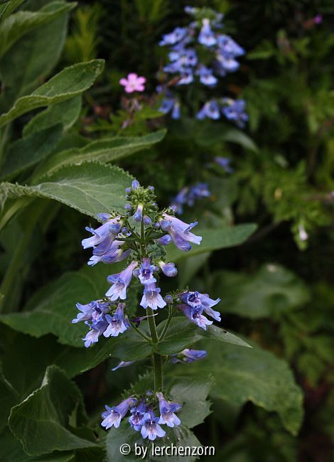 Bartfaden (Penstemon ovatus)