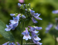 Bartfaden (Penstemon ovatus)