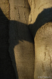 Winterbaumwelt 21