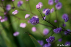 Thalictrum delavayi 'Hewitt's Double'