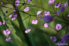 Thalictrum delavayi 'Hewitt's Double'