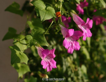 Maurandya barclaiana (oder scandens?)