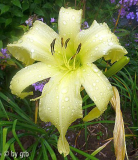 GT10-GA9d Plemplem X Ned_s Choice