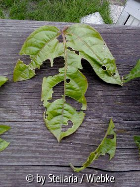 angefressenes Blatt