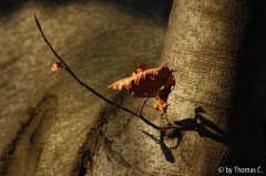 Winterbaumwelt 23