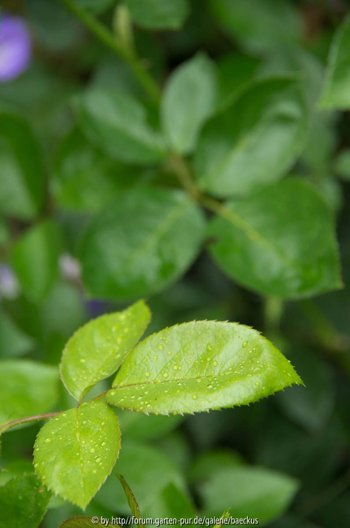 Junges Blatt