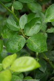 Altes Blatt