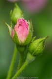 Knospen