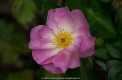 Junge Blüte