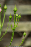 Knospen 2
