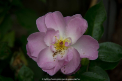 Ältere Blüte