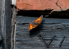 Schmetterlinge