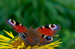 Schmetterlinge
