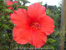 Hibiscus rosa-sinensis rot