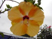 Hibiscus rosa-sinensis 'Gomera Orange'