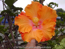 Hibiscus rosa sinensis 'Herrmann Wundram'