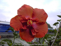 Hbiscus rosa-sinensis 'Brown Derby'