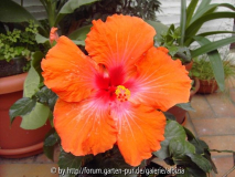 Hibiscus rosa-sinensis Geschenk