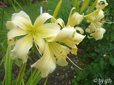 GT10-GA2b Plemplem X Heavenly Angel Ice