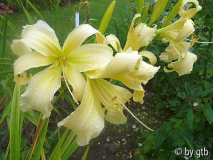 GT10-GA2b Plemplem X Heavenly Angel Ice