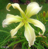 GT10-GA6a Vanessa Arden X Desert Icicle