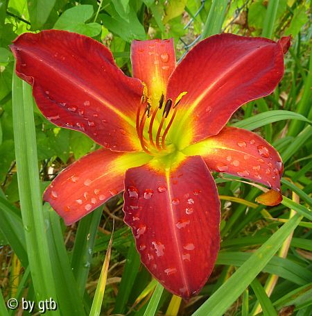 Velvet Widow