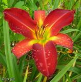 Velvet Widow