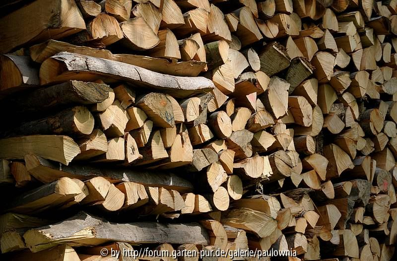 Holz 01