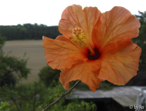 zartorange 2011