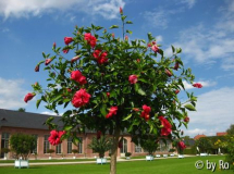 Schwetzingen Schlossgarten 2 2011