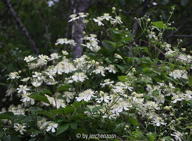 Clematis fargesioides = Clematis 