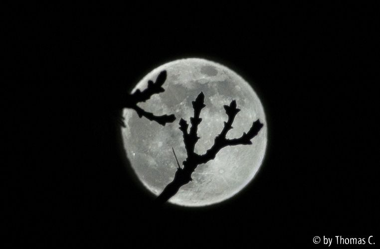 Mond - Eschenäste vor Vollmond
