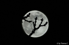Mond - Eschenäste vor Vollmond