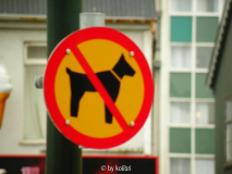 Hunde verboten - in ganz Reykjavik ...