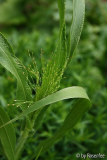 Panicum virgatum