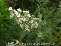 Chamaebattiara millefolium