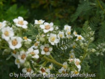 Chamaebattiara millefolium